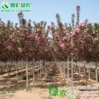 日本紅葉櫻花 瑰麗櫻花變種 觀花賞葉一體 日本紅葉櫻花 小苗供應