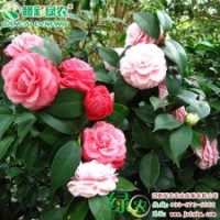 十八學士茶花