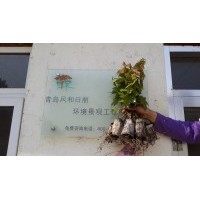 供應(yīng)美國紅楓紅點(diǎn)紅楓扦插苗