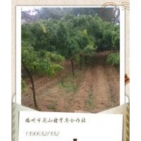 供應山東皂角苗 山東皂角樹苗
