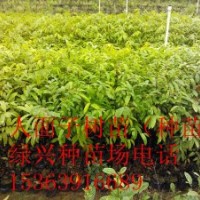 鐵冬青苗（白銀苗、熊膽樹、萬紫千紅、龍膽樹苗）