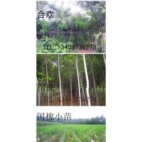 優(yōu)質(zhì)苗木出售國槐 柳樹 合歡 白蠟 油松 火炬 側(cè)柏 白皮松
