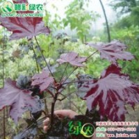 紅國(guó)王挪威槭 紅楓小苗供應(yīng)批發(fā)批發(fā)零售|江西綠農(nóng)發(fā)展有限公司