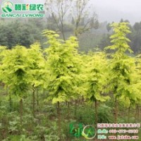 金葉水杉 綠化苗木 彩葉樹小苗 金葉水杉樹苗供應(yīng)包存活