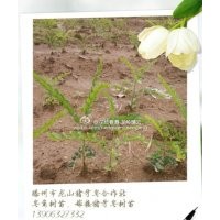 長期供應優(yōu)質(zhì)皂角樹苗，豬牙皂角樹苗，山東豬牙皂角樹基地