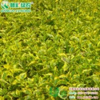 金邊連翹  株高0.8—1.2米 優(yōu)良彩葉樹 金邊連翹