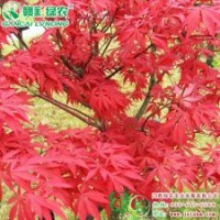 中國(guó)紅楓 優(yōu)質(zhì)紅楓小苗供應(yīng)批發(fā)零售|江西綠農(nóng)發(fā)展有限公司