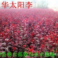 太陽李小苗