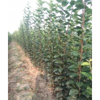 西府海棠苗，紅葉李苗，蘋果苗，核桃苗，山楂樹苗