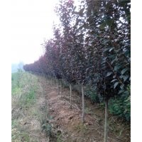 紅葉李