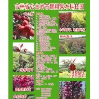 出售新品北美海棠接穗