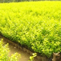 青州金葉女貞供應商|山東紅葉小檗批發(fā)價格