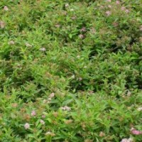 濰坊繡線菊供應商|山東扶芳藤生產基地
