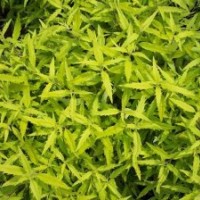 金葉蕕