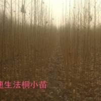 3米法桐小苗報(bào)價(jià) 3米法桐樹(shù)苗哪里便宜 種植技術(shù)