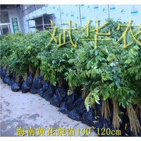 大量供應(yīng)海南黃花梨、土沉香苗木
