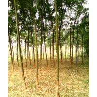 大量出售；速生國(guó)槐