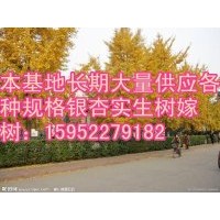 專供銀杏苗木