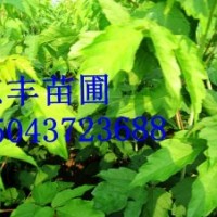 糖槭小苗