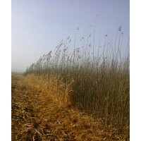 供應(yīng)新疆楊 胡楊 紅柳