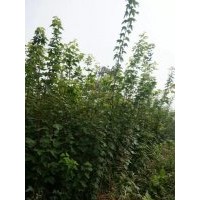 對節(jié)白蠟,石楠，雞公，紫薇樹苗
