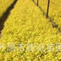 大量供應金葉復葉槭小苗