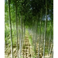 東營大量白蠟1~5公分出售，價格便宜
