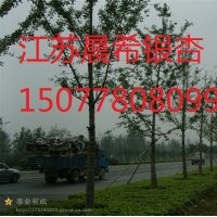 25公分銀杏樹價(jià)格