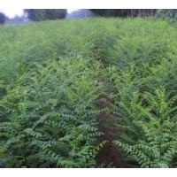 長期供應國槐小苗 規(guī)格齊全 量大優(yōu)惠