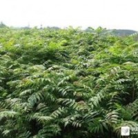 香椿苗價格