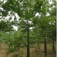 供應(yīng)木棉10-30，3年緬甸柚木
