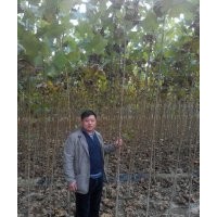 低價(jià)供應(yīng)速生法桐苗