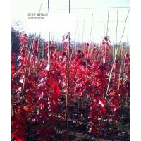 遼寧美國紅楓 美國紅楓小苗 小樹 遼寧美國紅楓是什么 批發(fā)東北美