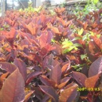 綠化苗木暴馬丁香,紅葉李,紫葉稠李