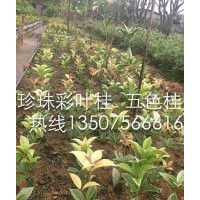 珍珠五彩桂花