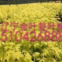 紅葉復(fù)葉槭，金葉復(fù)葉槭，復(fù)葉槭