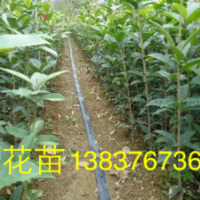 1公分八月桂花苗，2公分八月桂價格，10公分潢川金桂批發(fā)