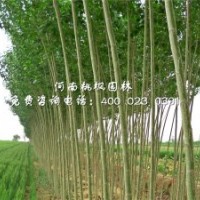 楊樹工程苗桃楓園林精選培育出售