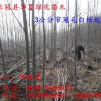 山東毛白楊小苗種植基地，山東毛白楊小苗信息，山東毛白楊小苗價