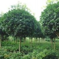 桂花樹：各種金桂正在低價(jià)熱銷中，價(jià)格面議。