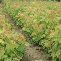 美國紅楓小苗高60-90cm正在銷售中詳電詢。