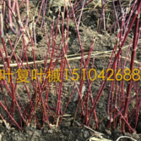 遼寧紅葉復(fù)葉槭，紅葉復(fù)葉槭小苗