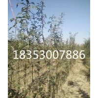 2公分皂角價(jià)格