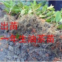 供應(yīng)邵武油茶苗最新價(jià)格
