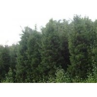 供應建甌羅漢松農戶優(yōu)惠出售