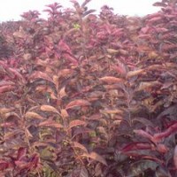 山西紅葉李 紅葉李苗價(jià)格 供應(yīng)優(yōu)質(zhì)紅葉李