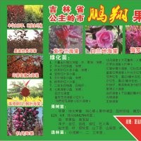 出售新品種紅葉稠李接穗和新品種北美海棠接穗