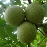 批發(fā)供應(yīng)8518核桃苗 多品種核桃苗 當(dāng)年結(jié)果核桃苗 核桃實生苗