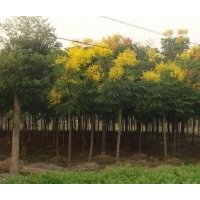 供應(yīng)馬櫻樹，白蠟，槐樹，欒樹