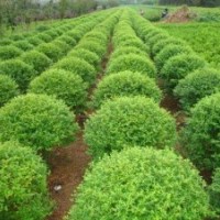 綠化苗木河北苗木欒樹欒樹價格欒樹報價欒樹規(guī)格國槐法桐白蠟